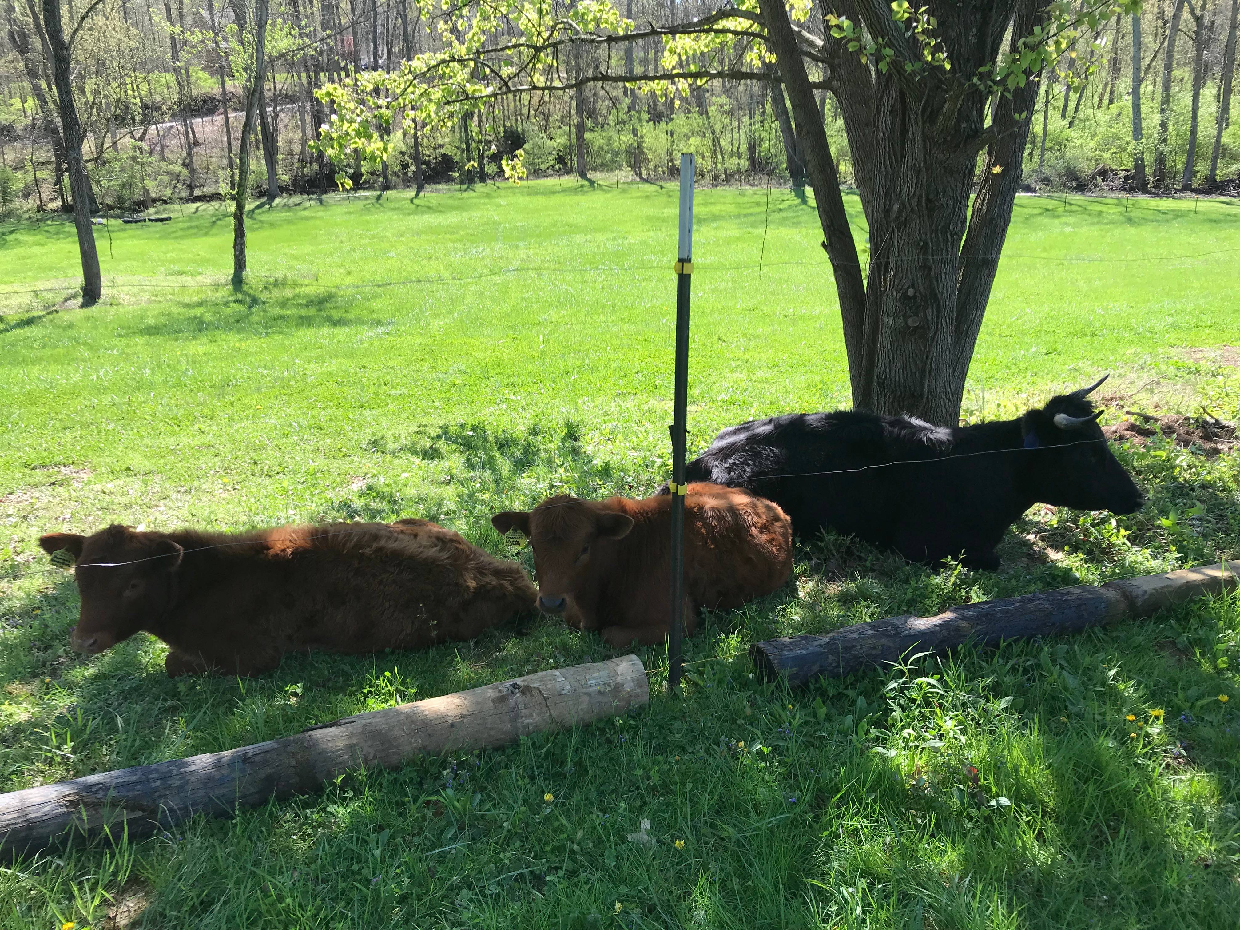 3 Dexter Cows in a Field