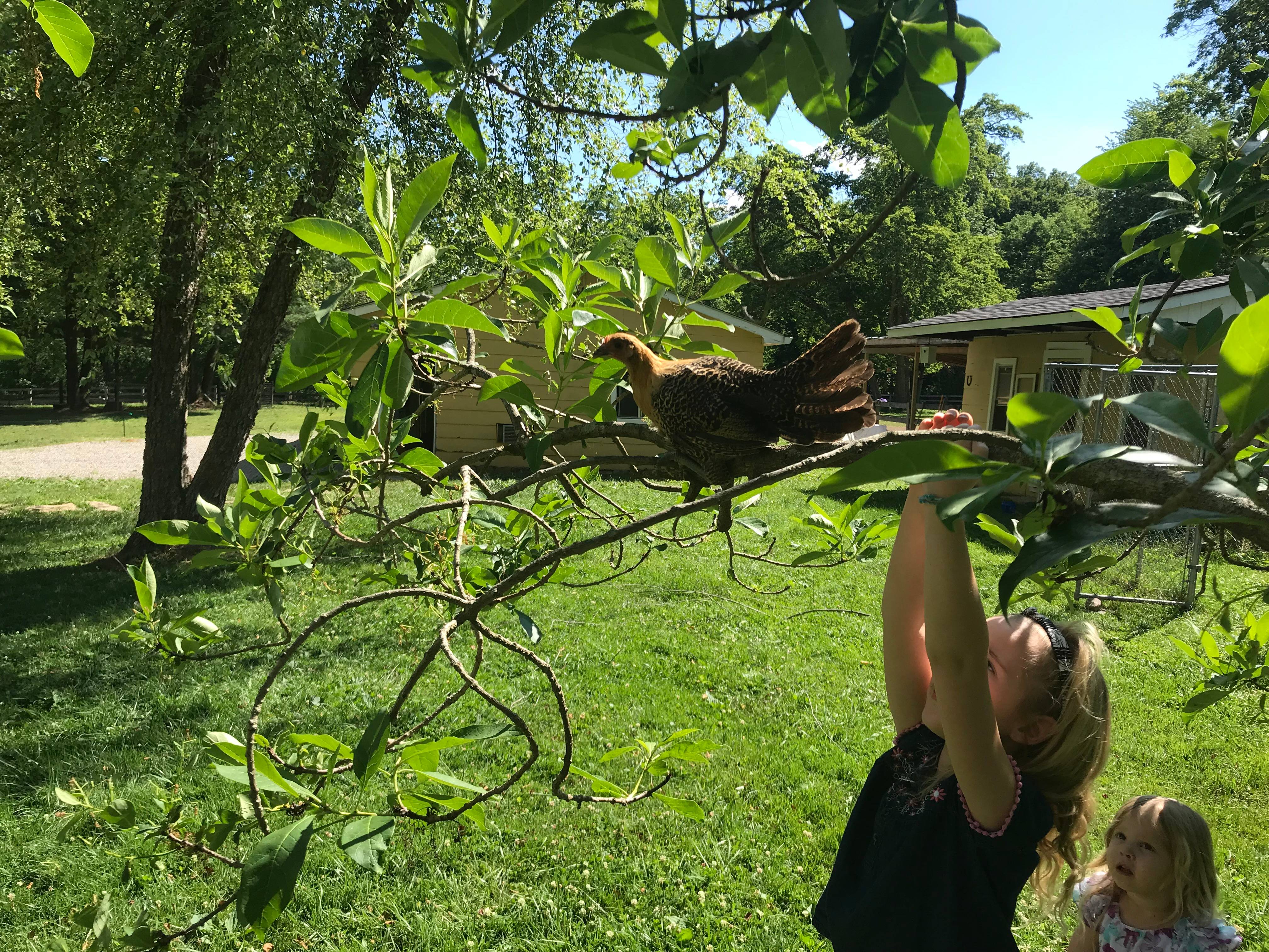 A Chicken in a Tree with a Girl Reaching for It