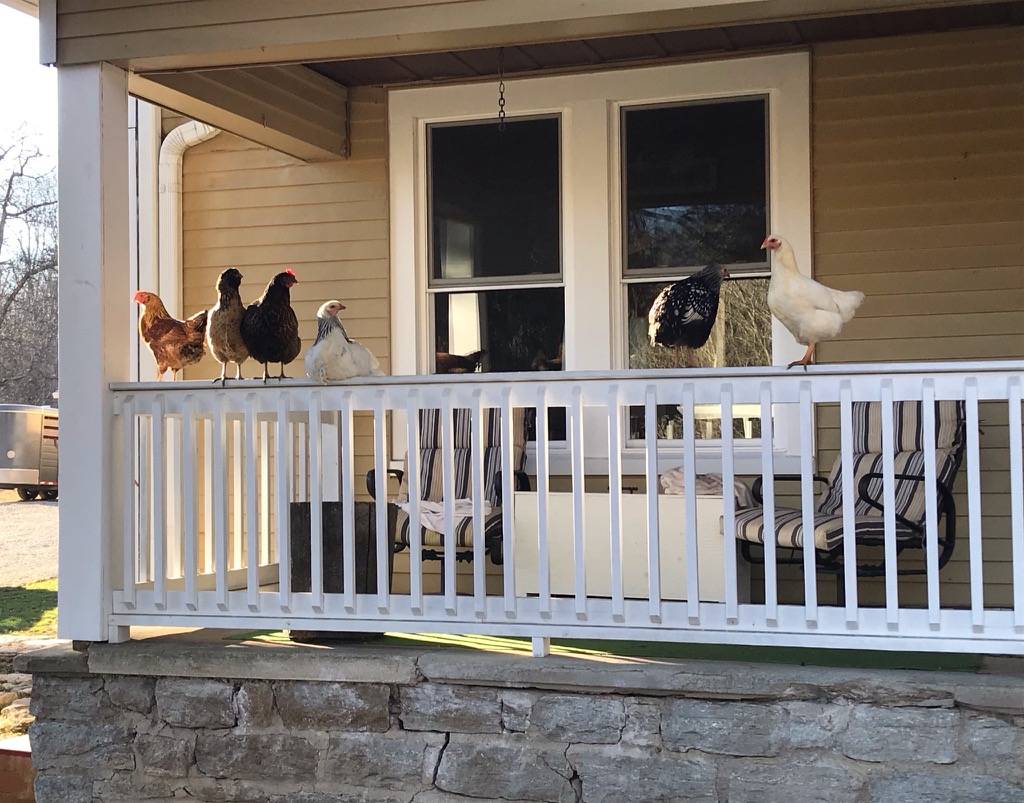 Chickens on the Porch