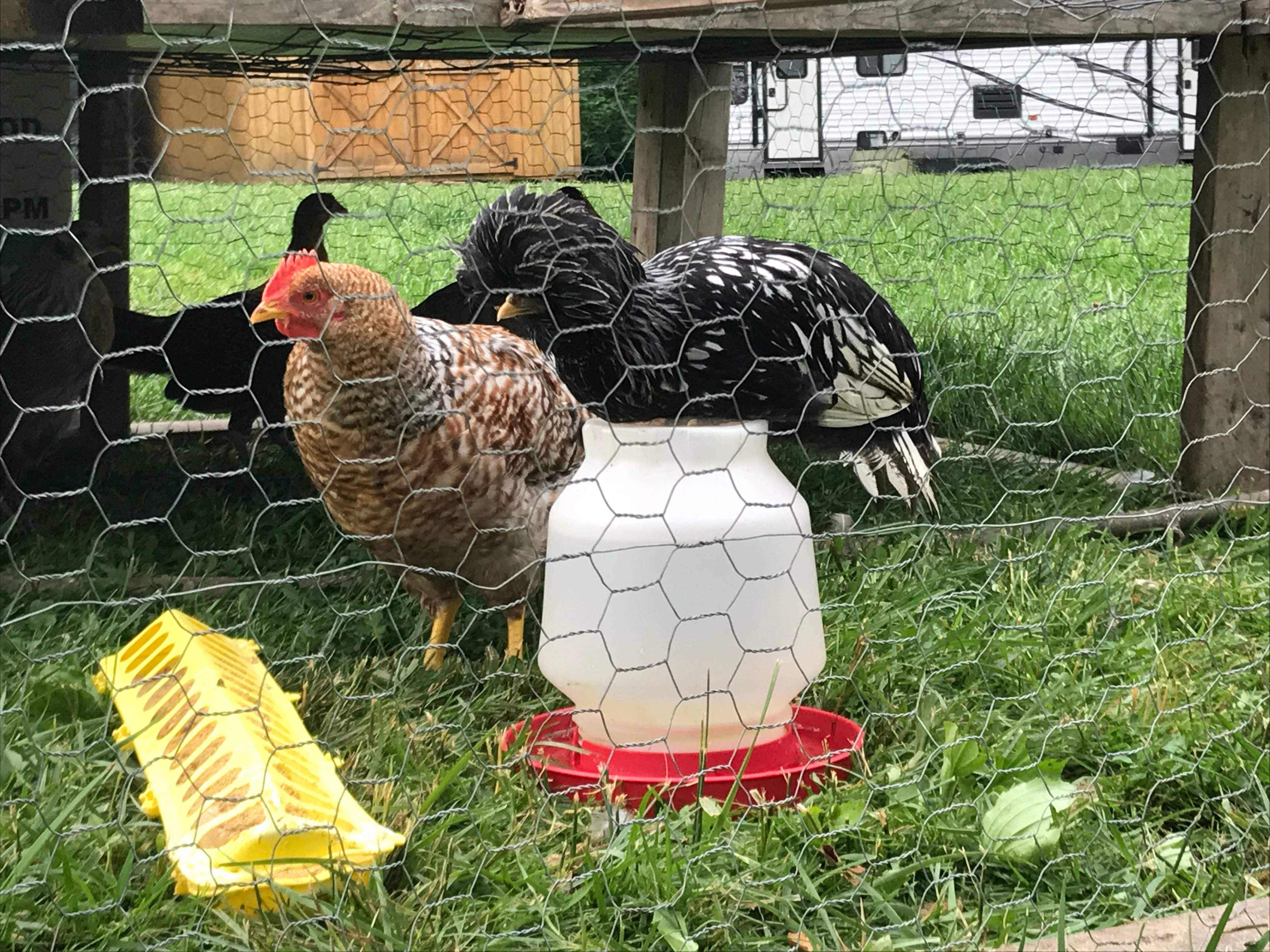 Chickens on a Bucket
