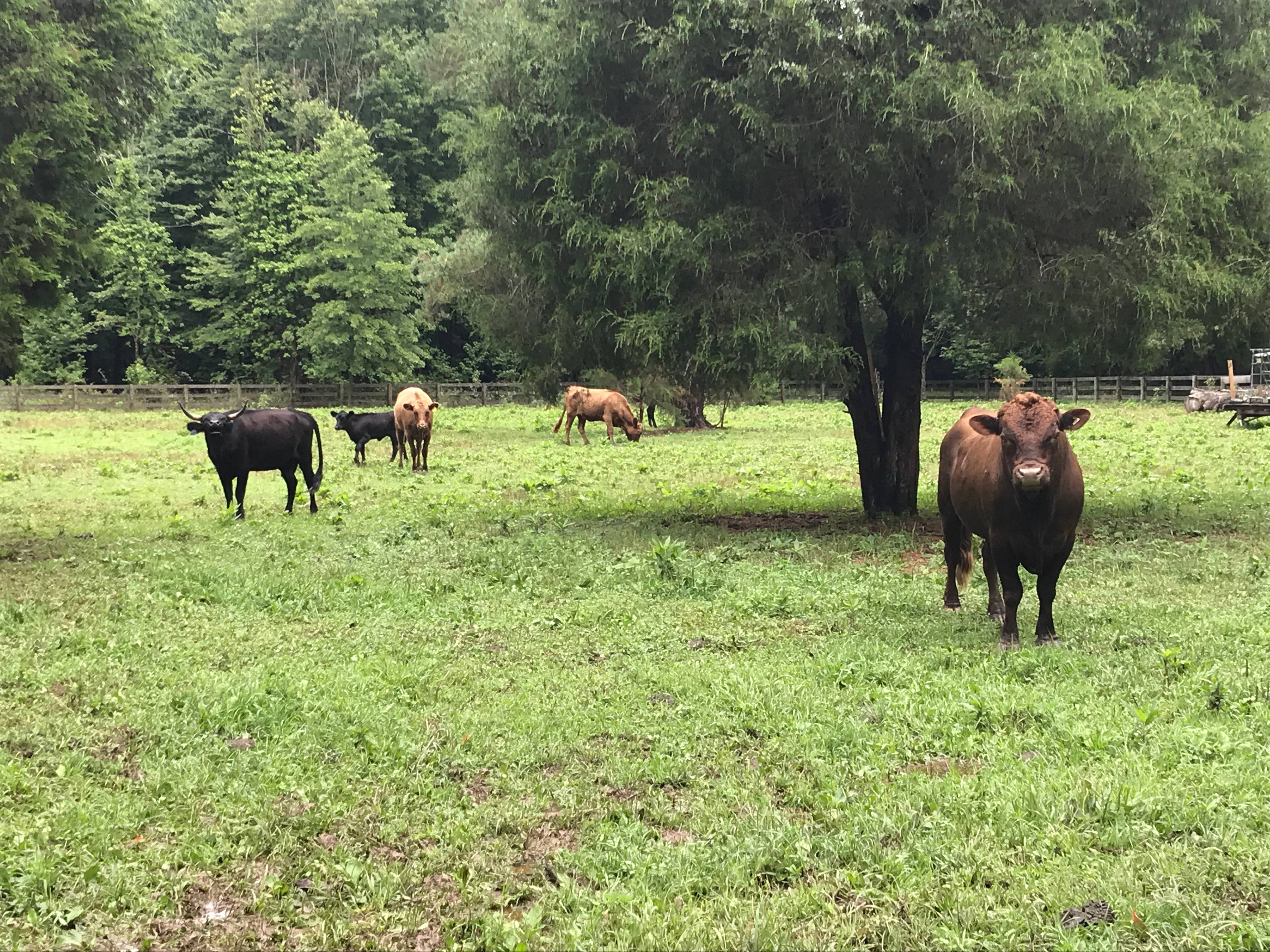 Cows and Bull in a Field