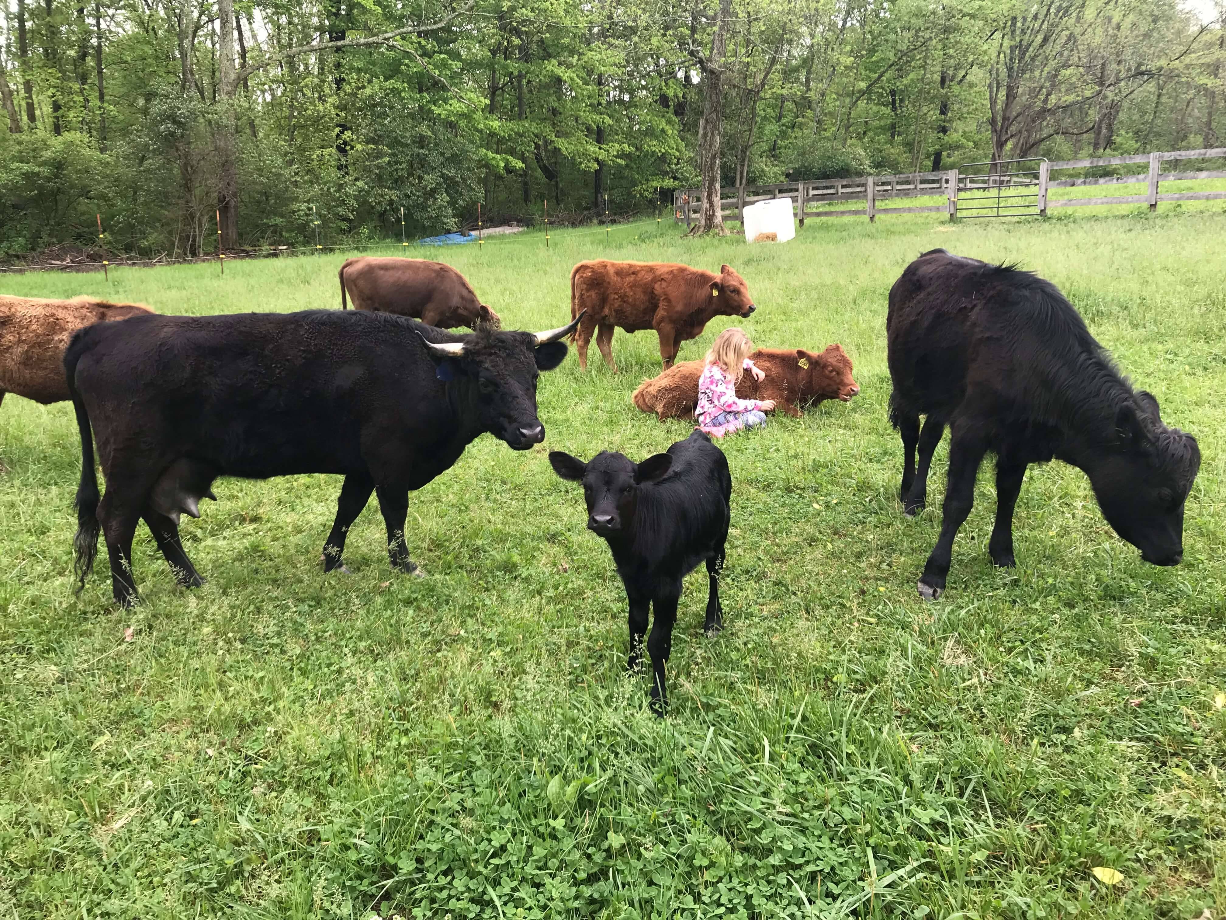 Girl in field with Dexter Cows