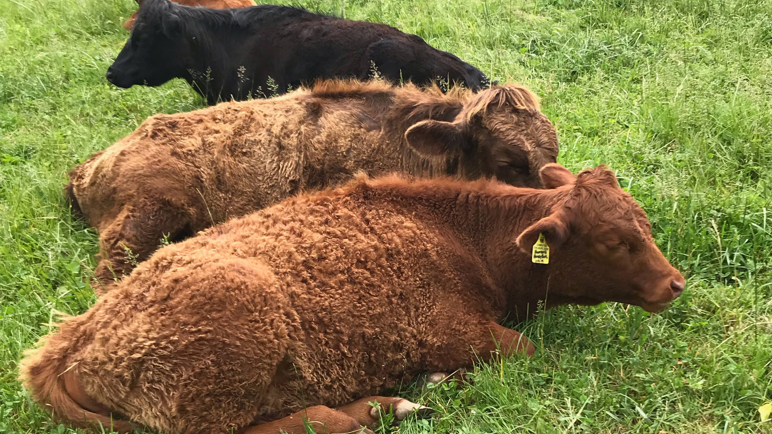 Dexter Cows in a Field