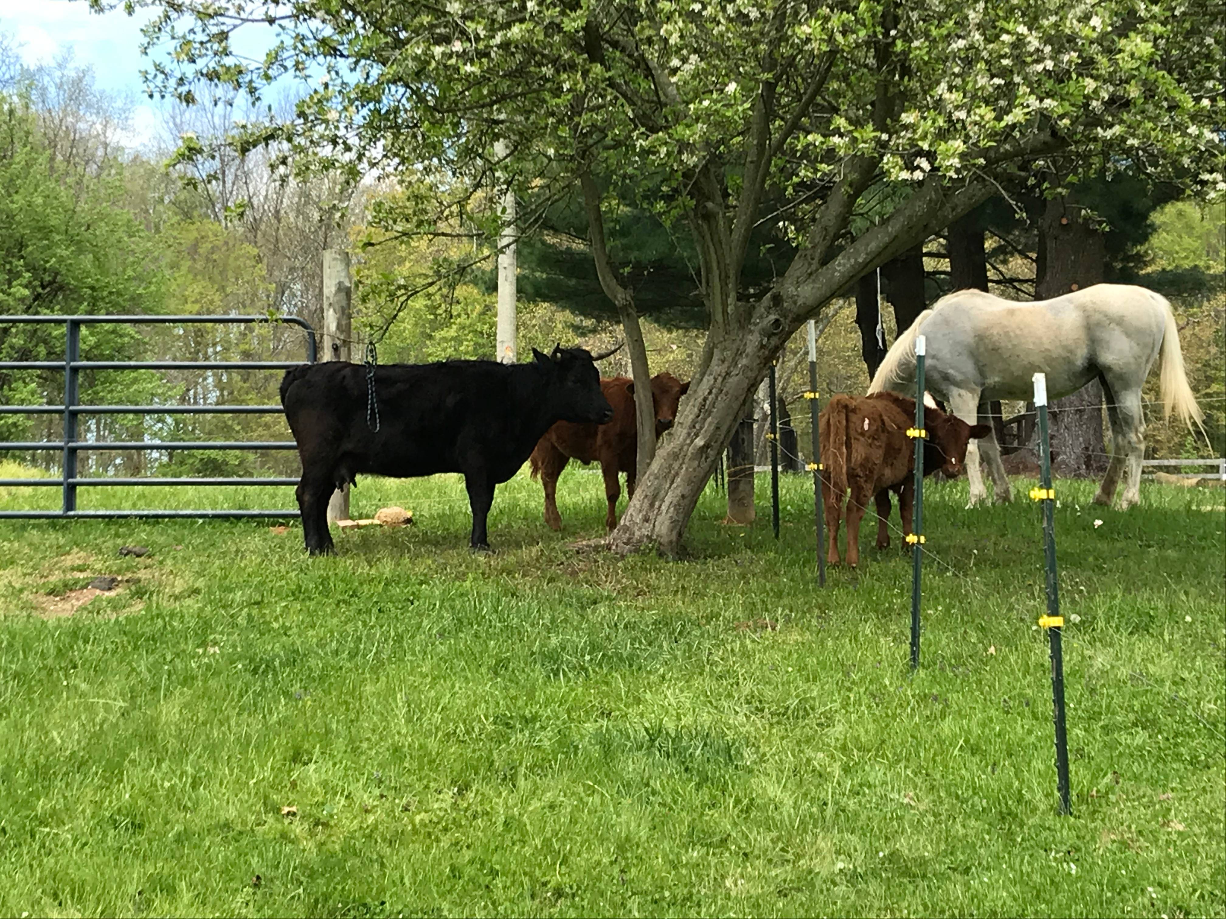 Horses and Cows Meeting at a Fence