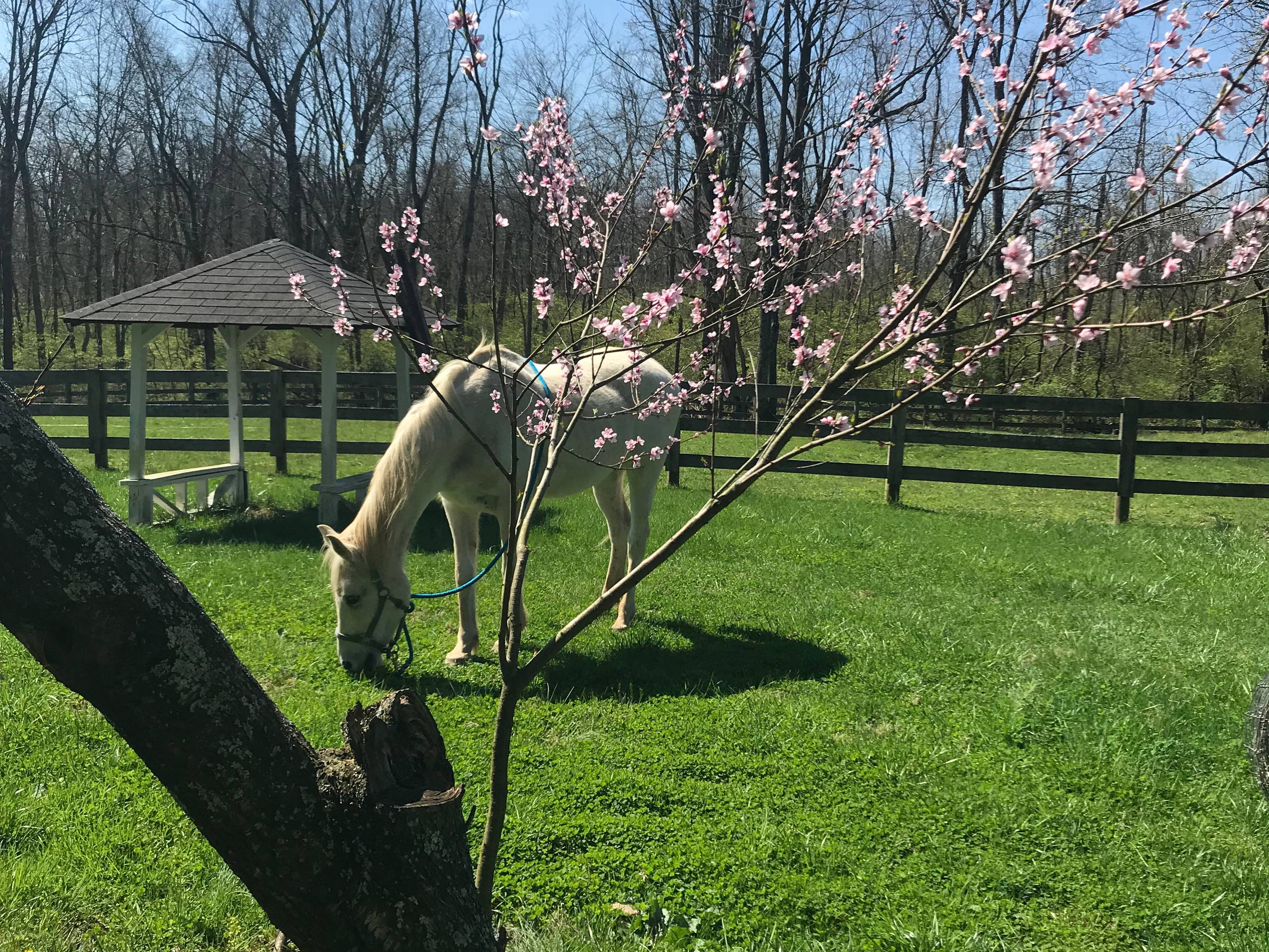 A Horse behind a Tree