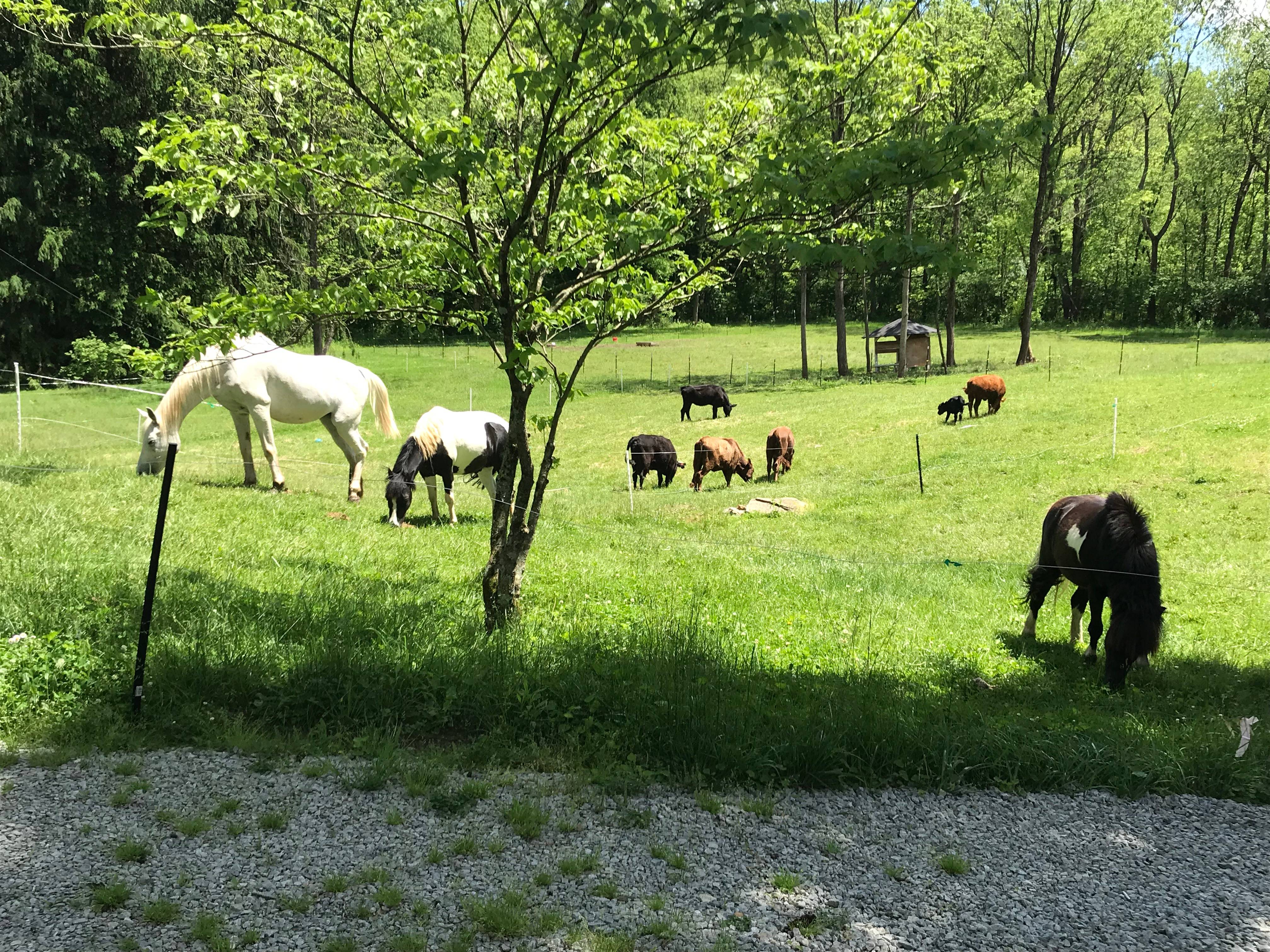 Horses and Cows in a Field
