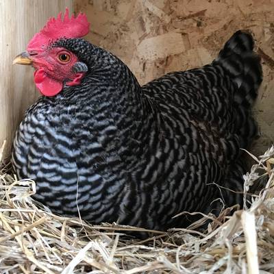 Barred Rock Hens