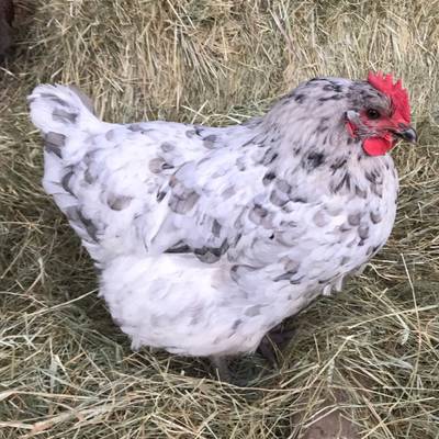 Blue Splash Maran Hen