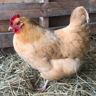 Buff Orpington Hen