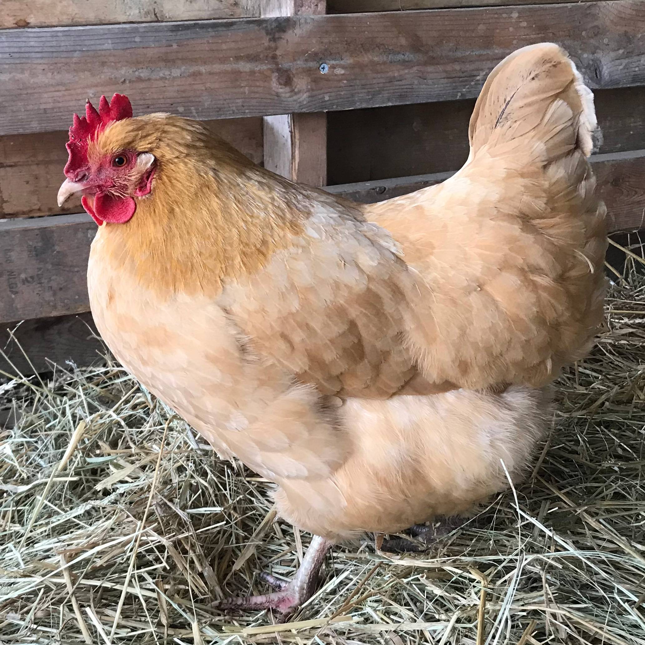 Buff Orpington Hen