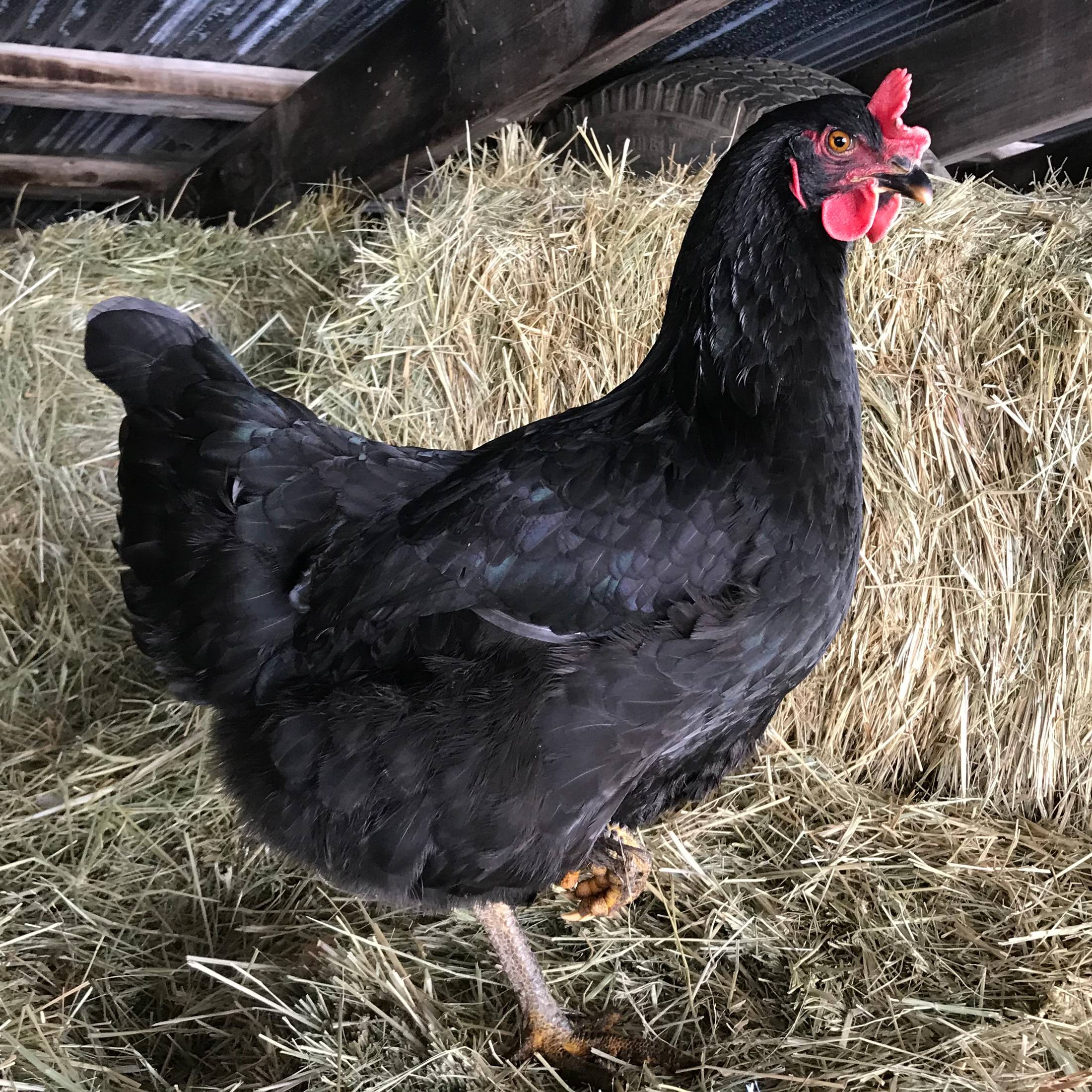 Mystic Maran Hens