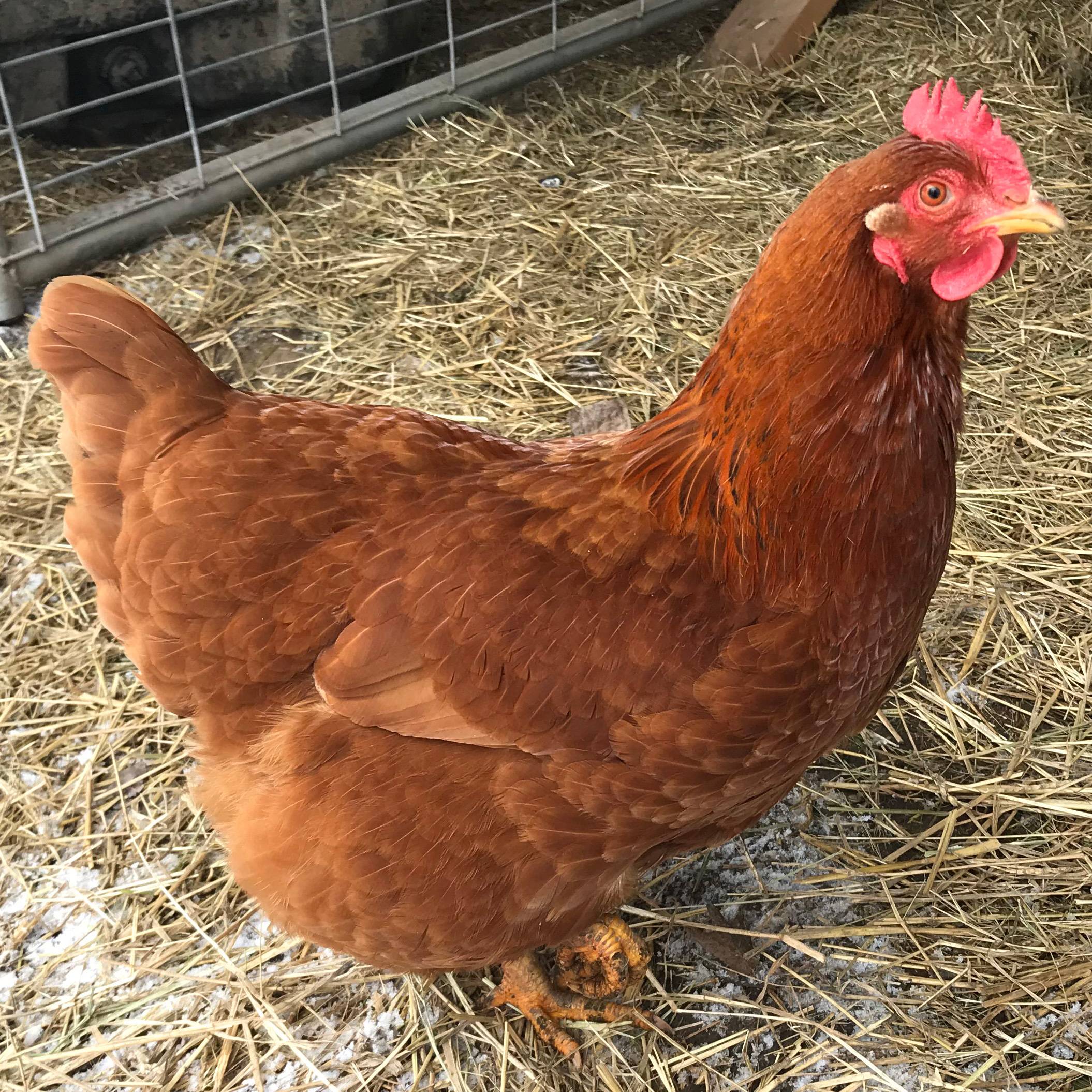 New Hampshire Red Hens