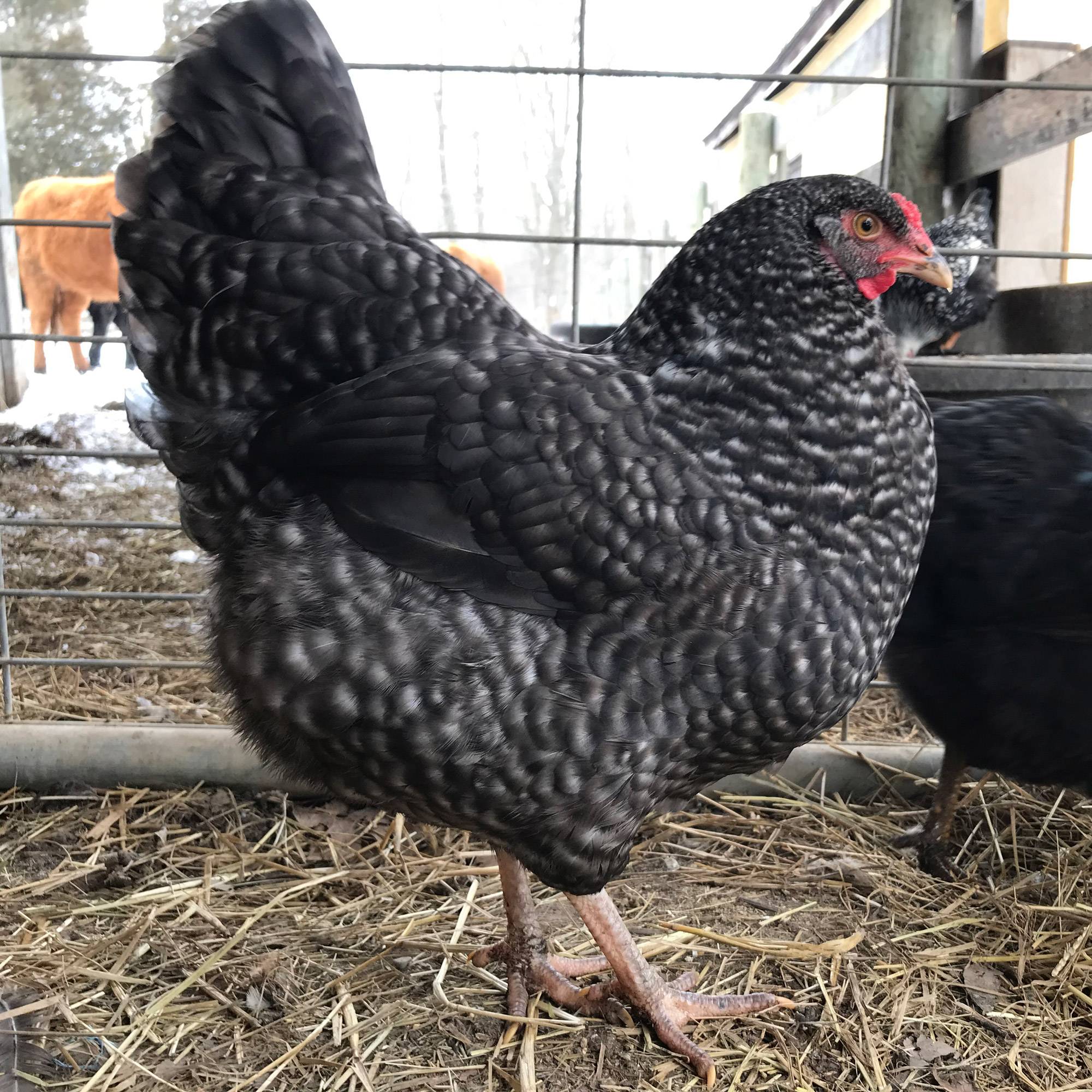 Olive Egger Hens