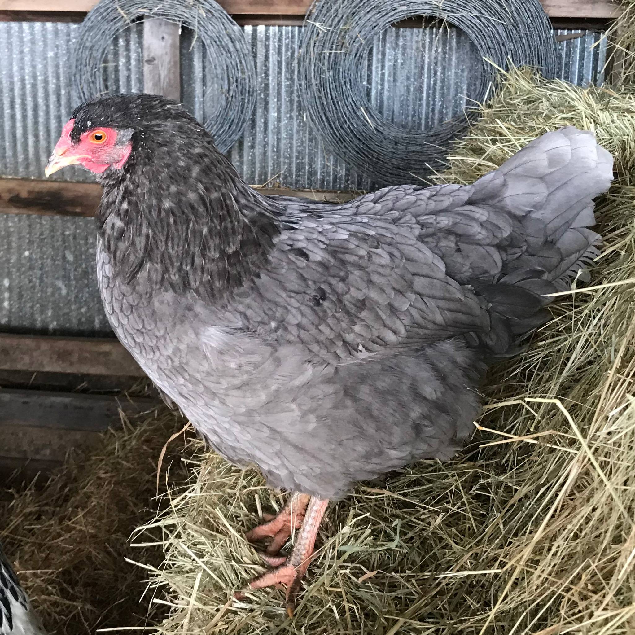 Plymouth Blue Rock Hens