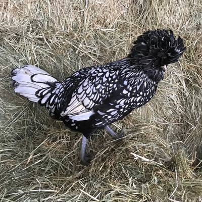 Silver Laced Polish Hens