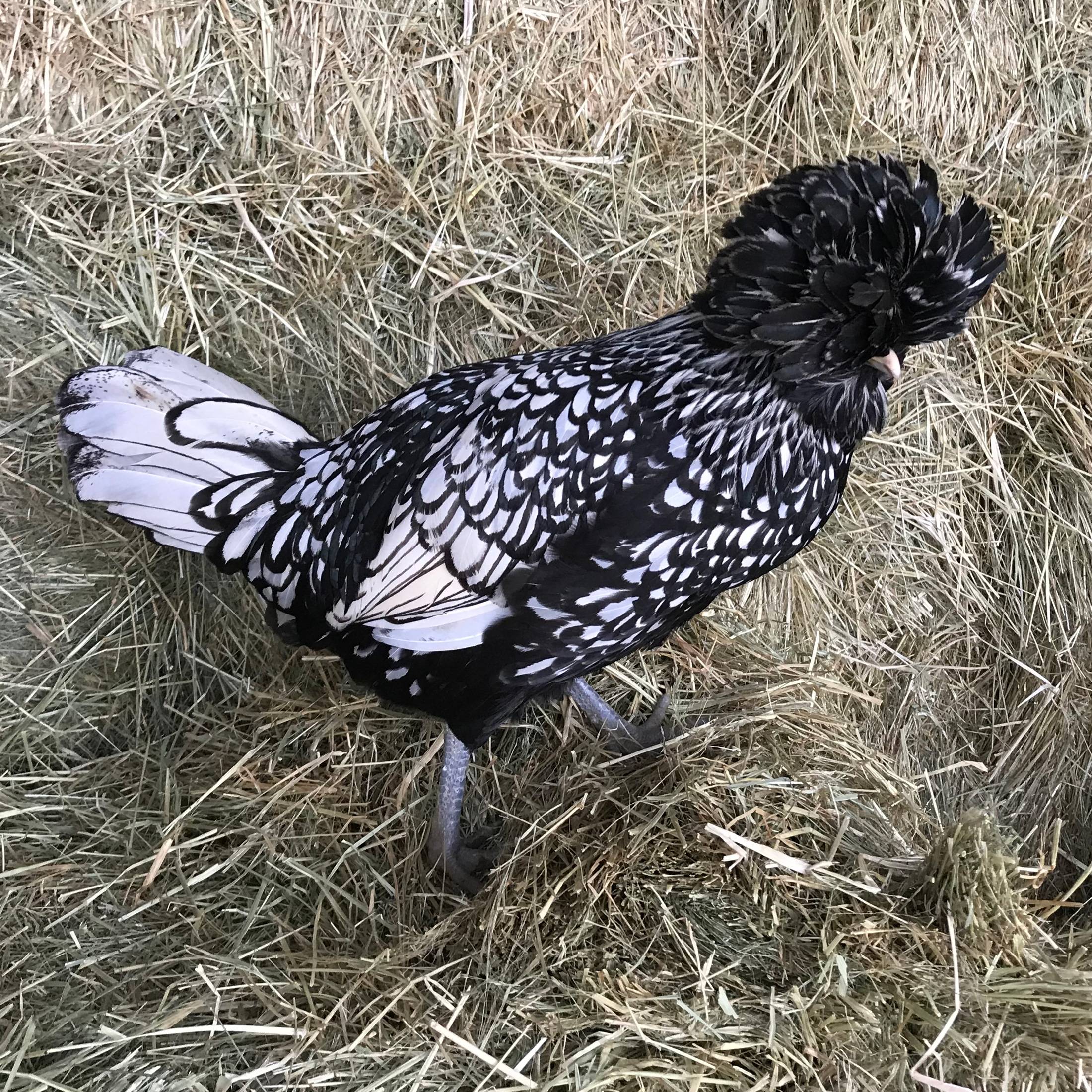 Silver Laced Polish Hens