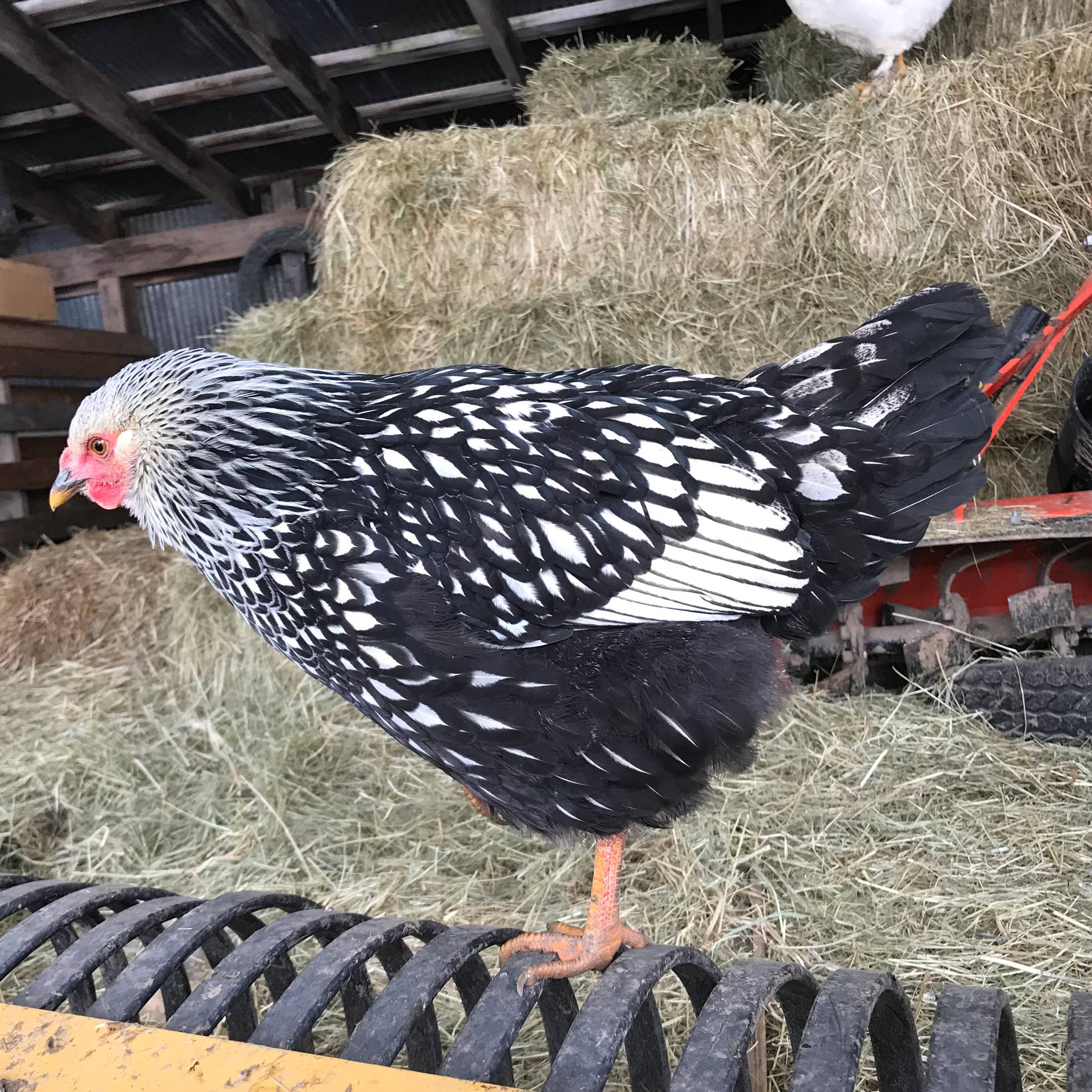 Silver Laced Wyandotte Hens