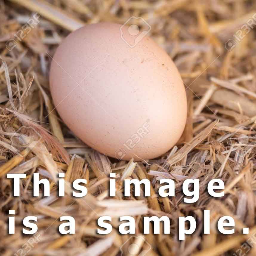 Blue Splash Maran Egg