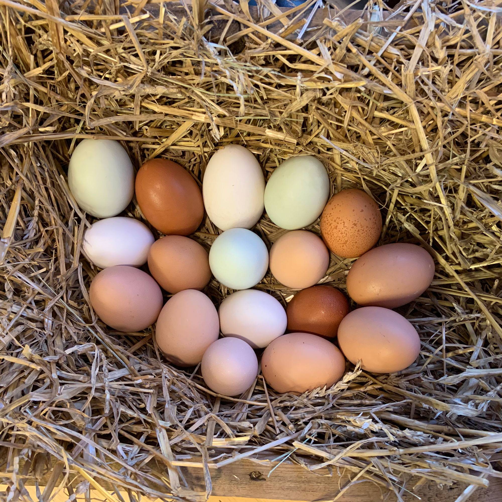Group shot of eggs