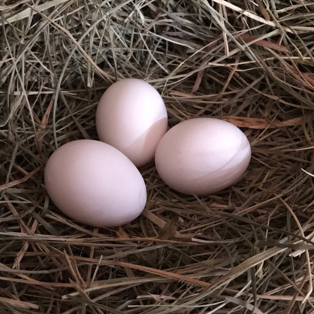 Karen the Silver Laced Polish Hens Egg