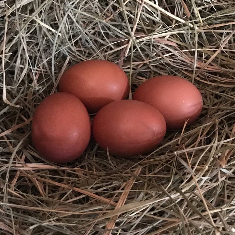 Malley the Mystic Maran Hens Eggs