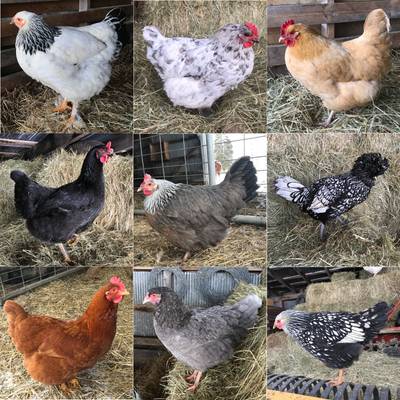Collage of Hens