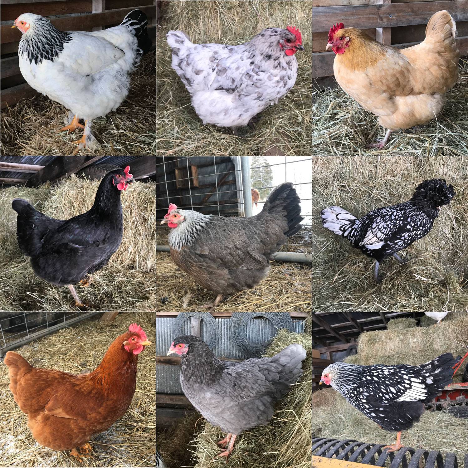 Collage of Hens