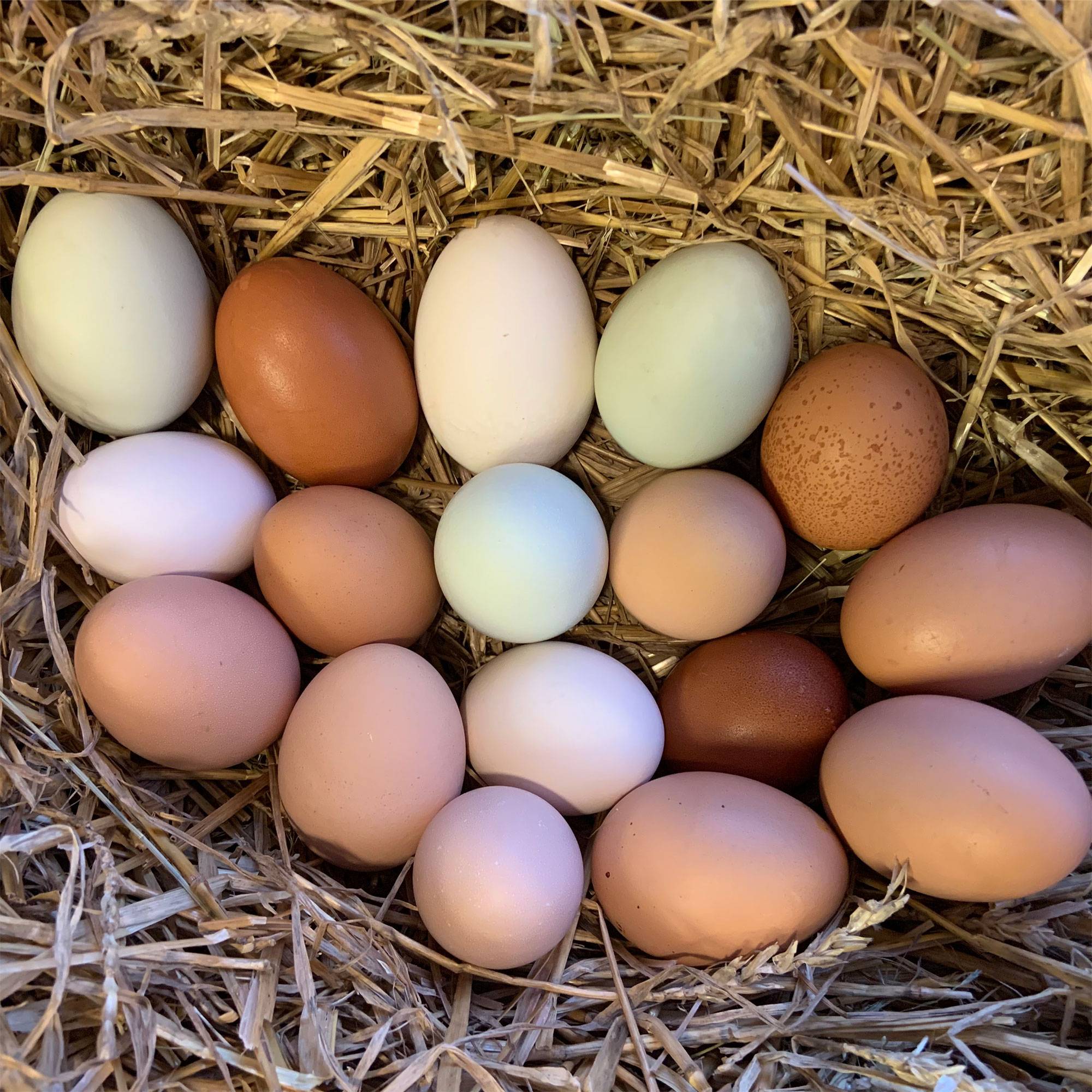 Clutch of Eggs